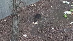 Myocastor coypus