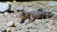Ptyodactylus oudrii