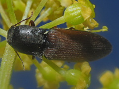 Agriotes ustulatus
