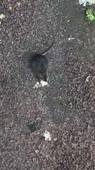 Myocastor coypus