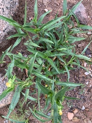 Commelina africana barberae