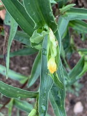 Commelina africana barberae