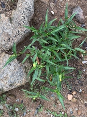 Commelina africana barberae