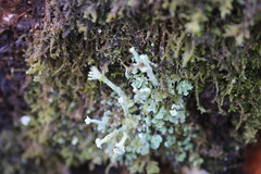 Cladonia polydactyla