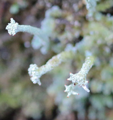 Cladonia polydactyla