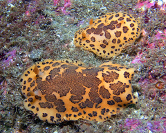 Peltodoris mullineri