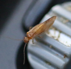 Valenzuela burmeisteri