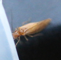 Valenzuela burmeisteri