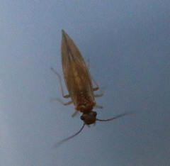 Valenzuela burmeisteri