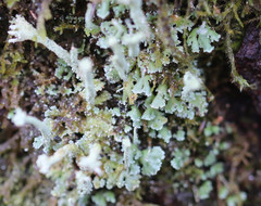 Cladonia polydactyla