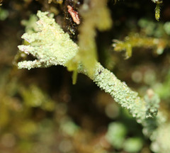 Cladonia polydactyla