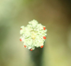Cladonia polydactyla