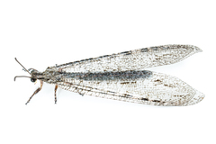 Vella fallax texana