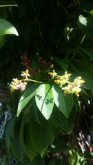 Trichostigma octandrum