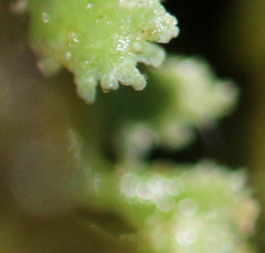 Cladonia polydactyla