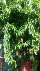 Trichostigma octandrum