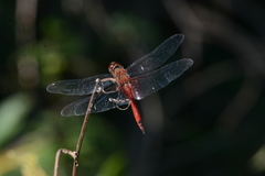 Tramea abdominalis