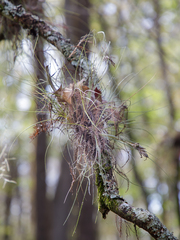 Tillandsia bartramii