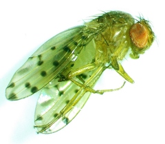 Drosophila guttifera