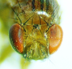 Drosophila guttifera