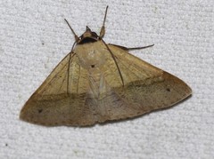 Ophyx ochroptera