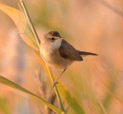 Paddyfield Warbler photo 2