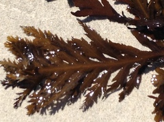 Stephanocystis