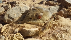Petrosaltator rozeti