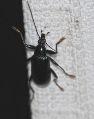 Tanychilus