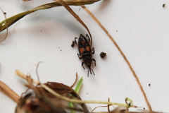 Metamasius hemipterus