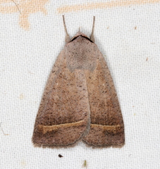 Pantydia capistrata