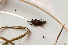 Metamasius hemipterus