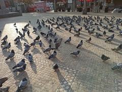 Columba livia domestica