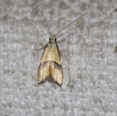 Crocanthes prasinopis