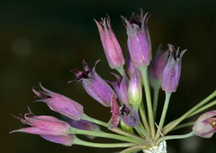 Allium bolanderi