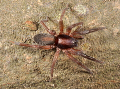 Teminius insularis