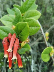 Macleania cordifolia