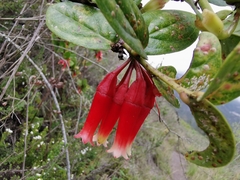 Macleania cordifolia