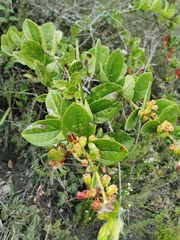 Macleania cordifolia