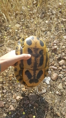 Trachemys scripta elegans