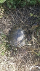 Trachemys scripta elegans