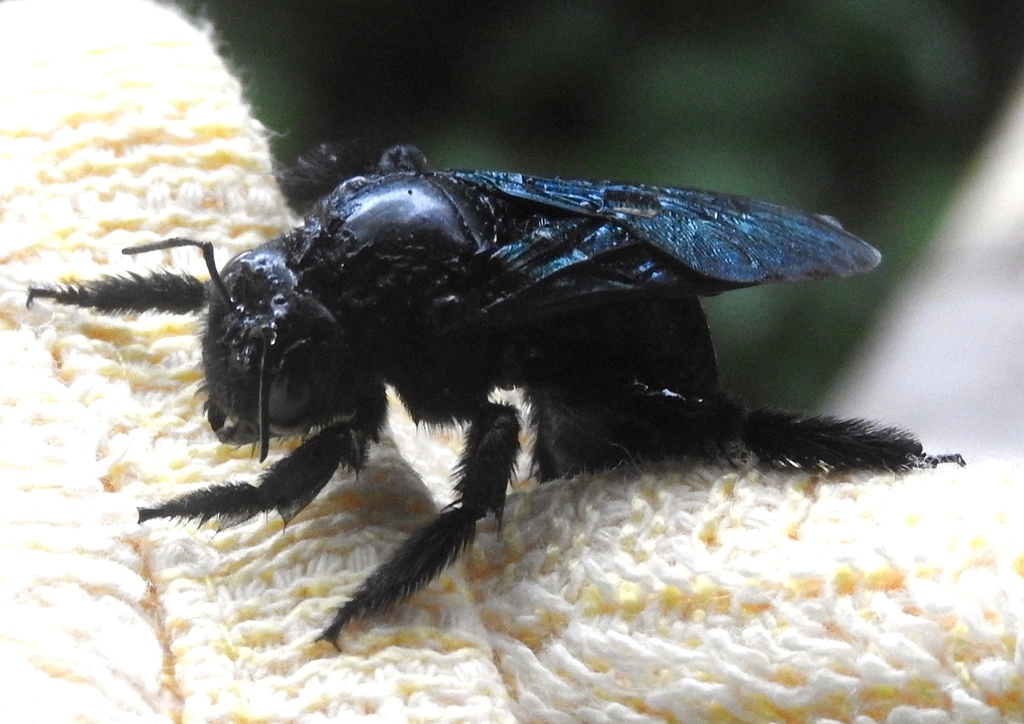 Ridge-crowned Carpenter