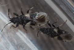 Oxycarenus luctuosus