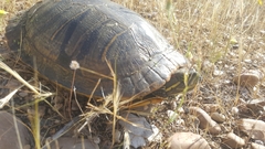Trachemys scripta elegans