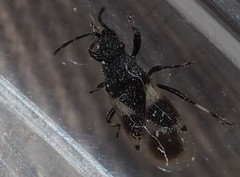 Oxycarenus luctuosus