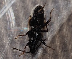 Oxycarenus luctuosus