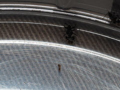 Oxycarenus luctuosus