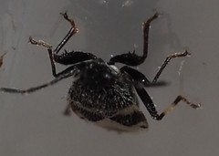 Oxycarenus luctuosus