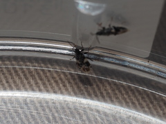 Oxycarenus luctuosus