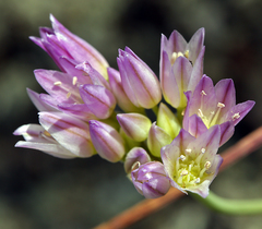 Allium fimbriatum purdyi